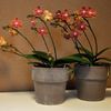 Oranje orchideeën